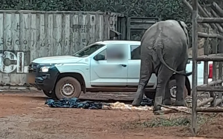 Un éléphant sur un site industriel, à côté d’un véhicule de chantier